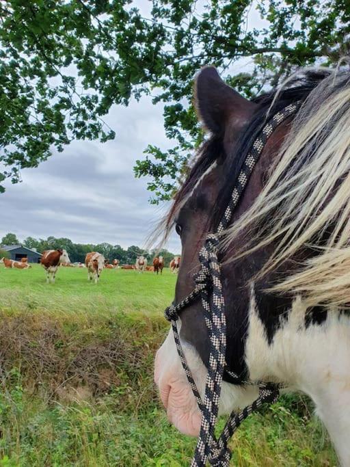 Leuk Boerderijtje Op Prachtige Plek, Nabij Natuurgebied Ruurlo Bagian luar foto
