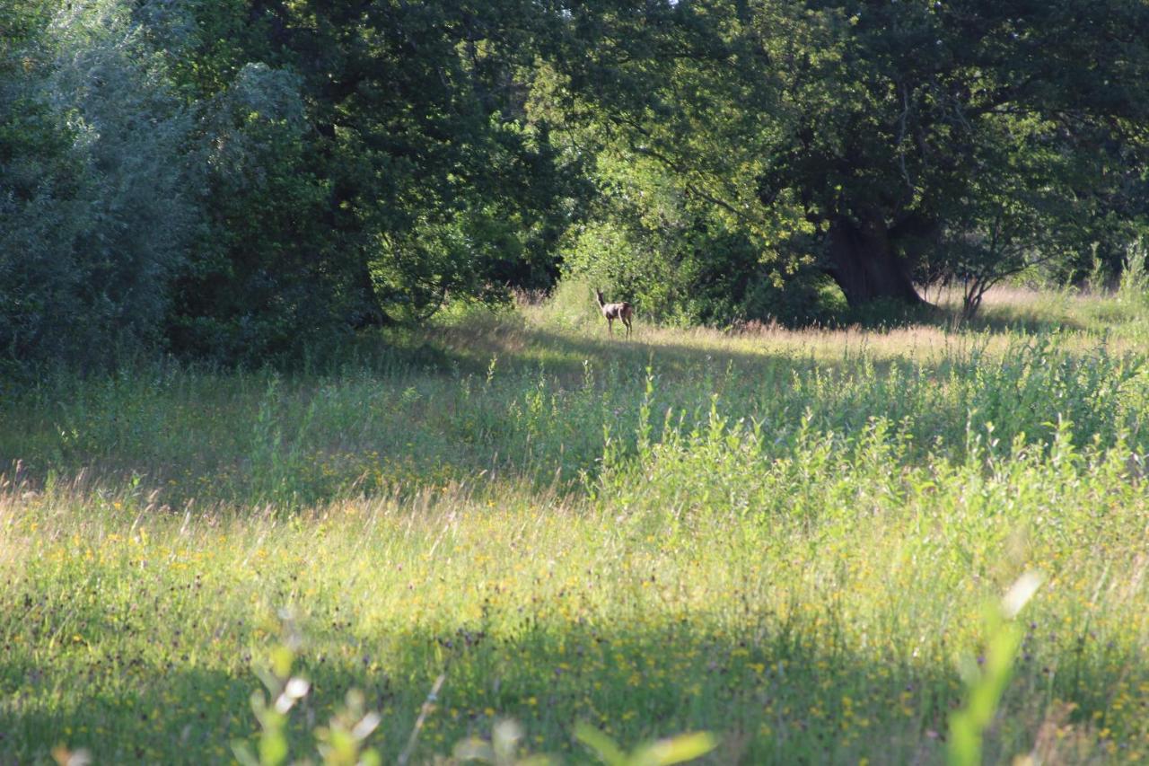Leuk Boerderijtje Op Prachtige Plek, Nabij Natuurgebied Ruurlo Bagian luar foto